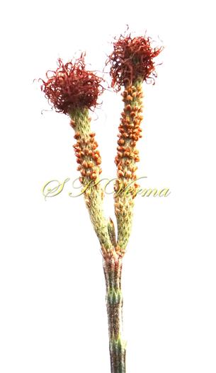  Bisexual spikes-with terminal female head